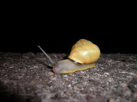 Image of Brown Lipped Snail