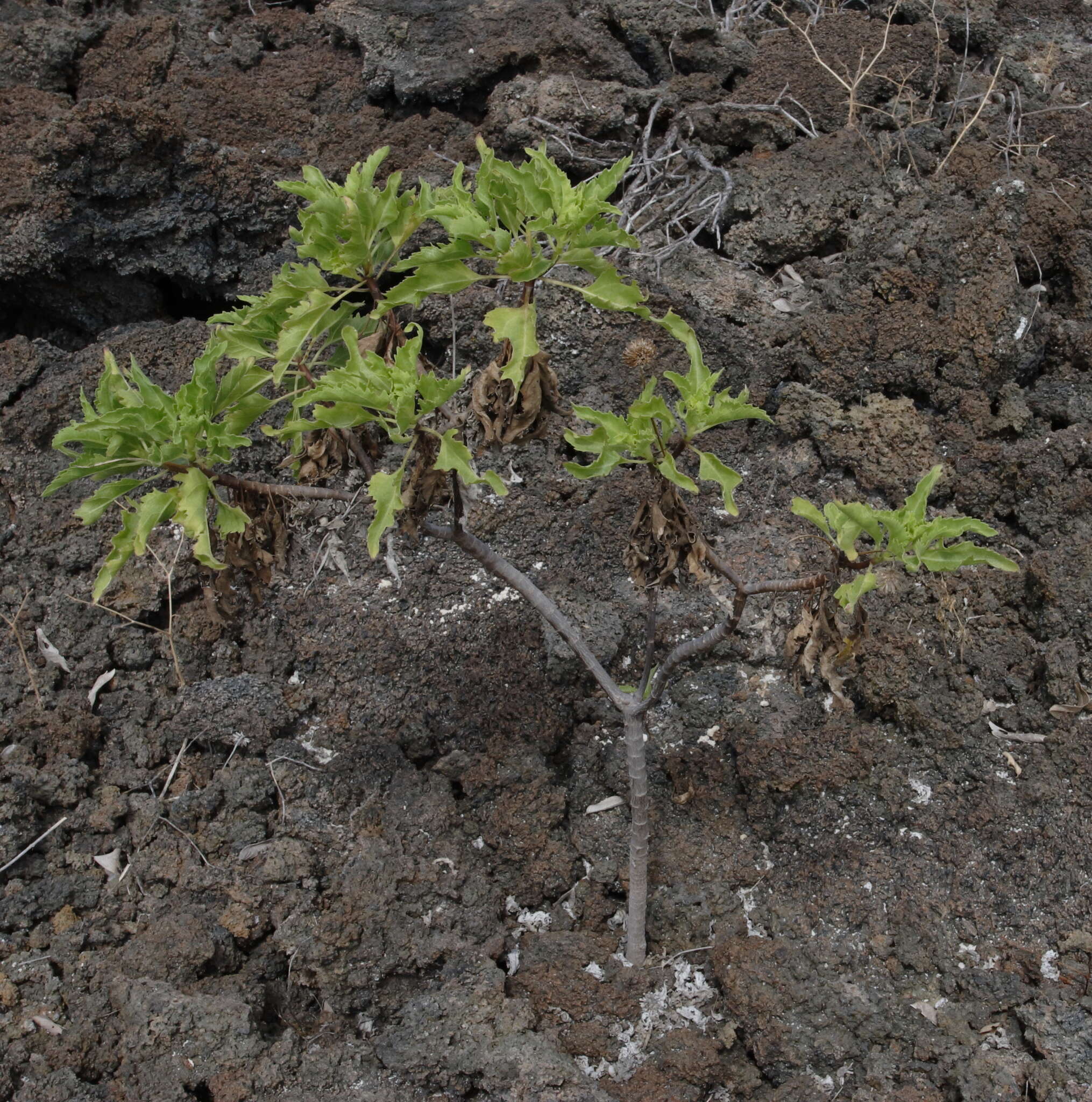 Image de Scalesia incisa Hook. fil.