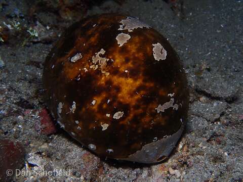 Image of Stonefish