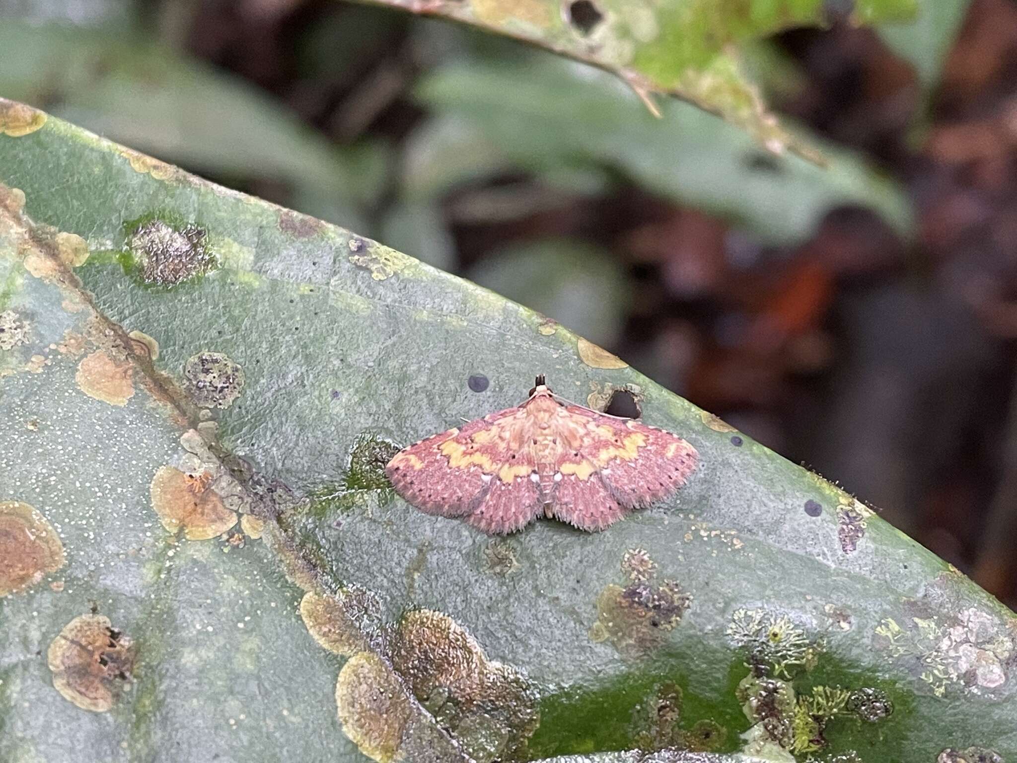 Sivun Cerynea thermesialis Walker 1865 kuva