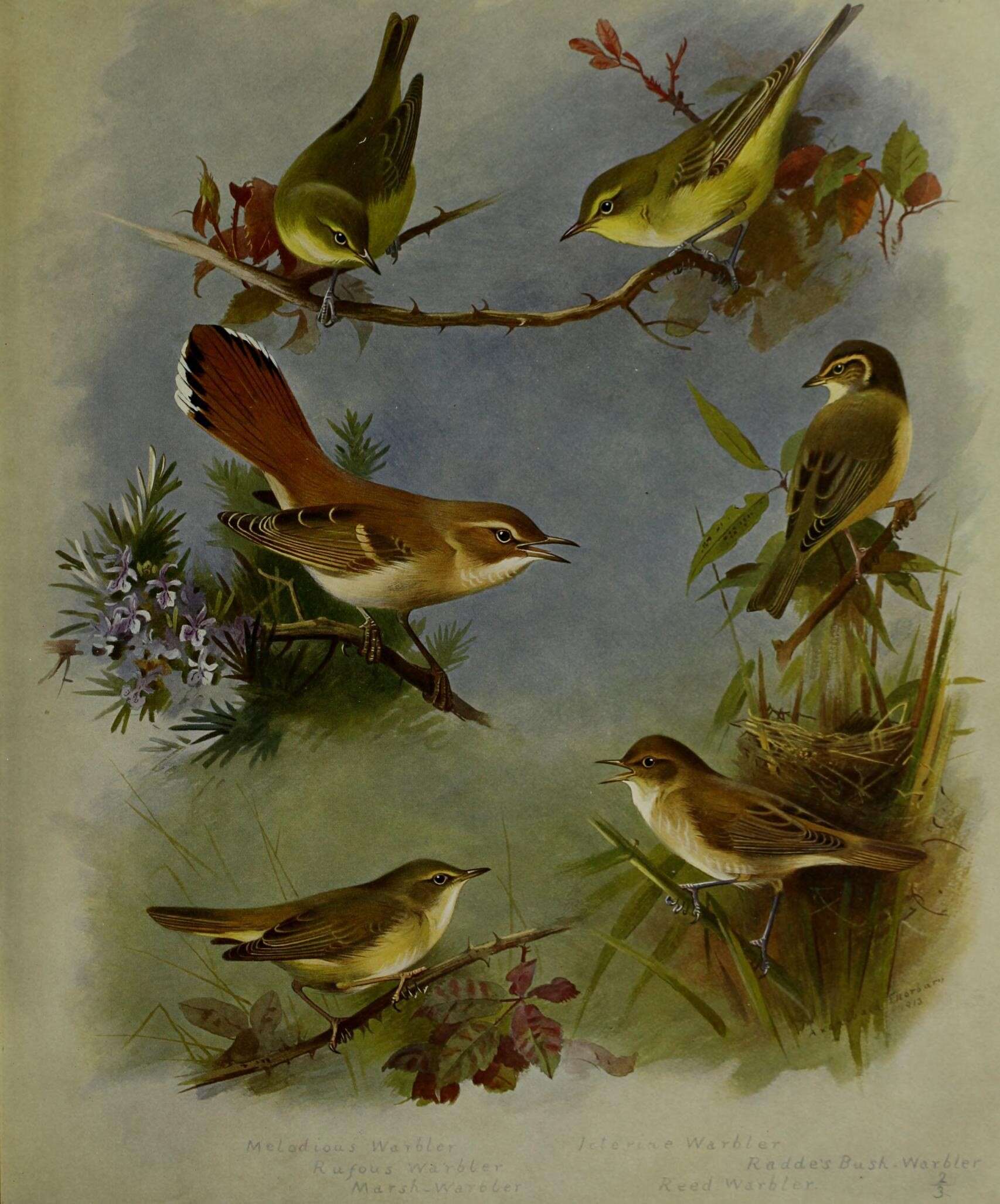 Image of Marsh Warbler