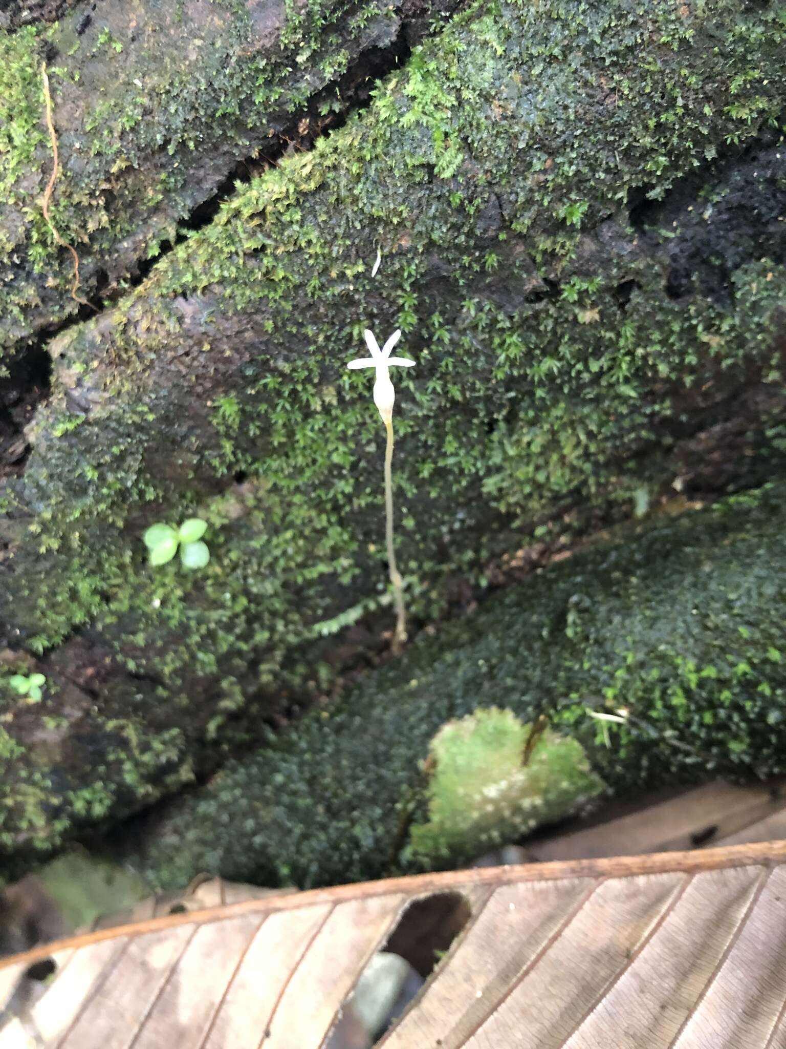 Image of Puerto Rico Ghostplant