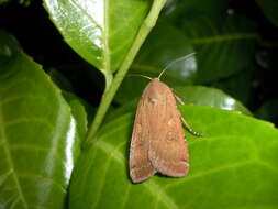 Image of Large Yellow Underwing