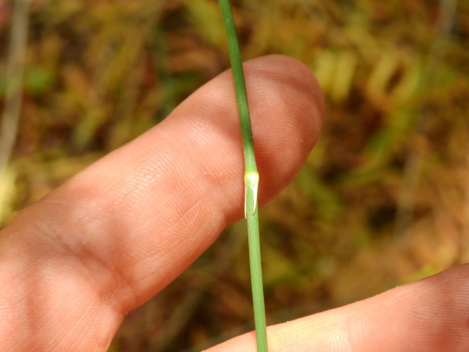 Image of Ephedra triandra Tul.