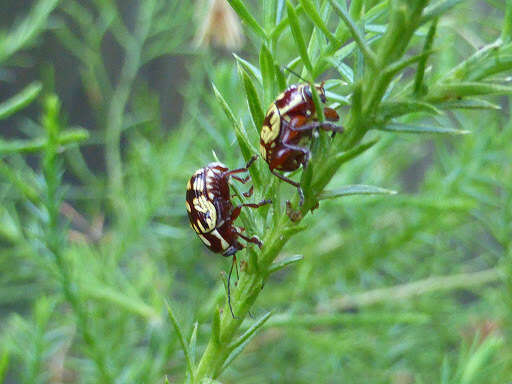 Image of Bassareus brunnipes (Olivier 1791)