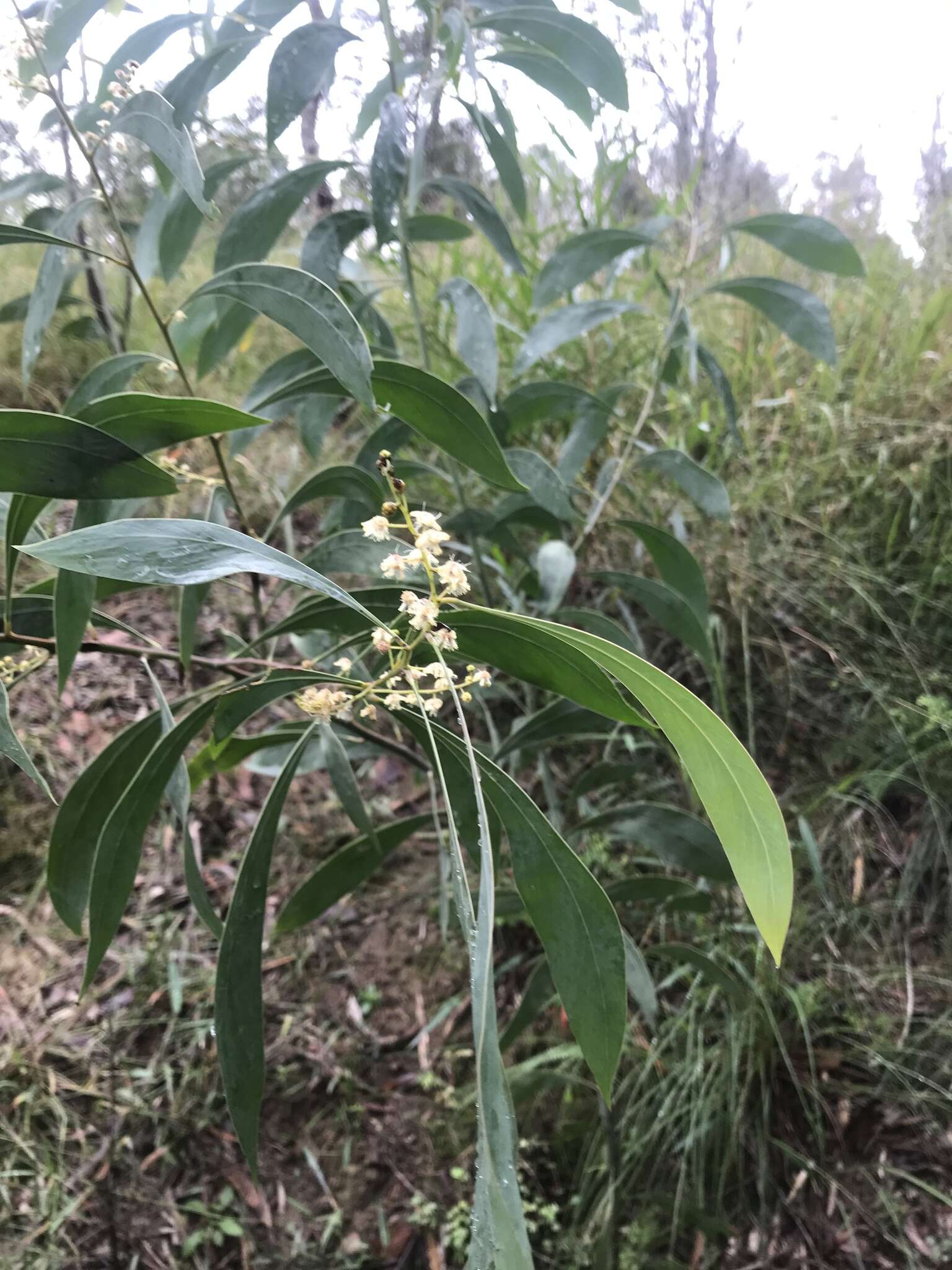 Слика од Acacia falcata Willd.