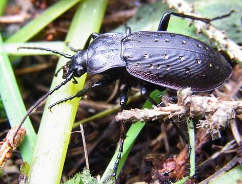 Image of Carabus (Oreocarabus) hortensis Linnaeus 1758