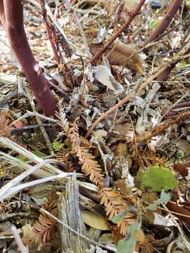 Image of Arctostaphylos glandulosa subsp. cushingiana (Eastw.) J. E. Keeley, M. C. Vasey & V. T. Parker