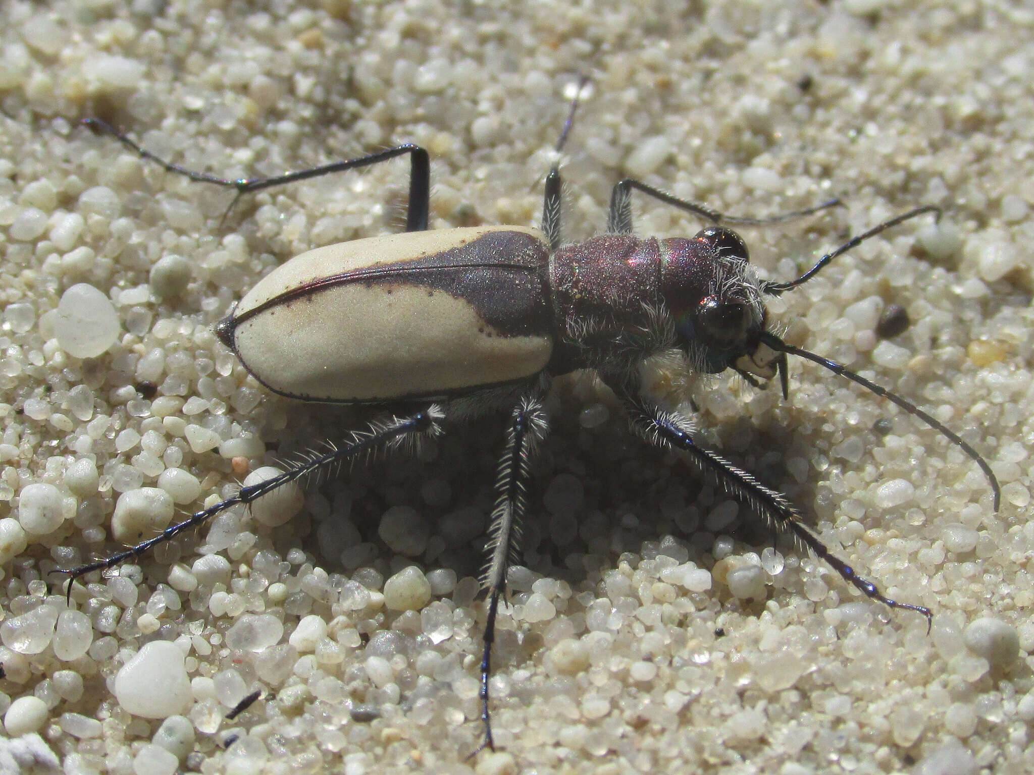 Image of Cicindela (Cicindela) formosa gibsoni Brown 1940