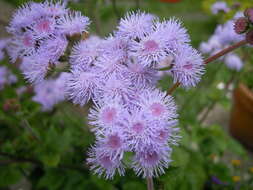 Imagem de Ageratum houstonianum Mill.