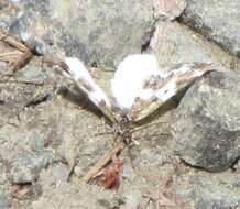 Image of Western White-Ribboned Carpet