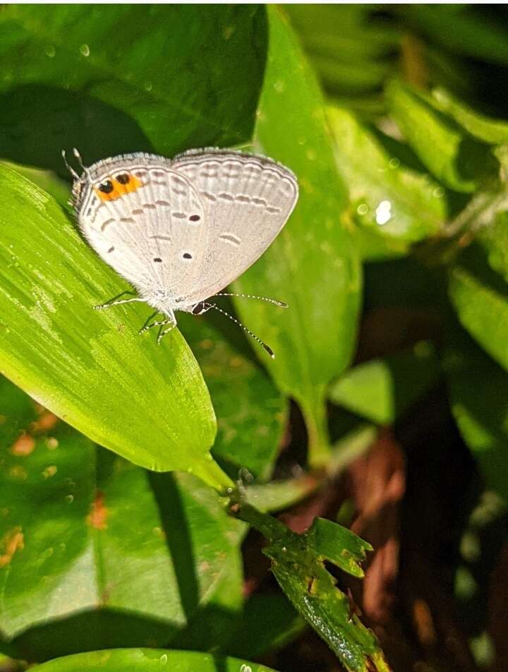 Image of Everes lacturnus rileyi