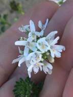 Слика од Phyllopodium bracteatum Benth.