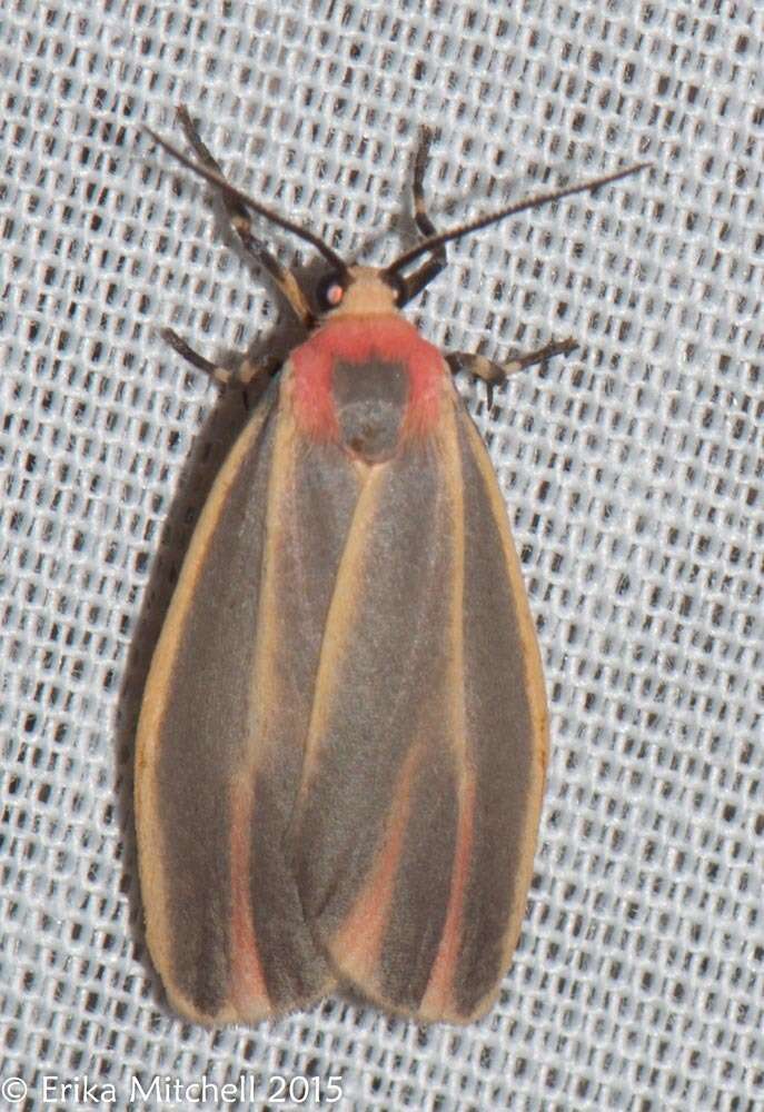 Image of Painted Lichen Moth