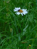 Image of Leucanthemum ircutianum (Turcz.) DC.