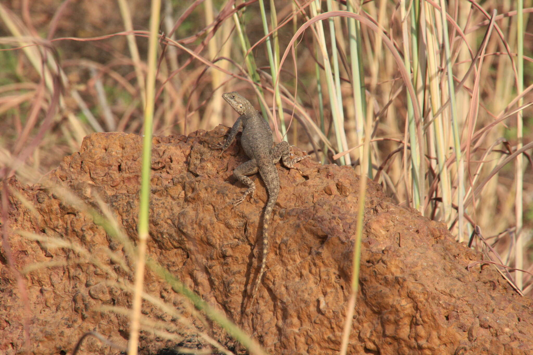 Agama paragama Grandison 1968的圖片