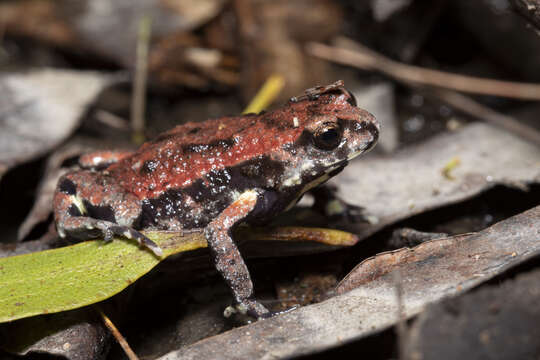 Image of Keferstein’s Toadlet