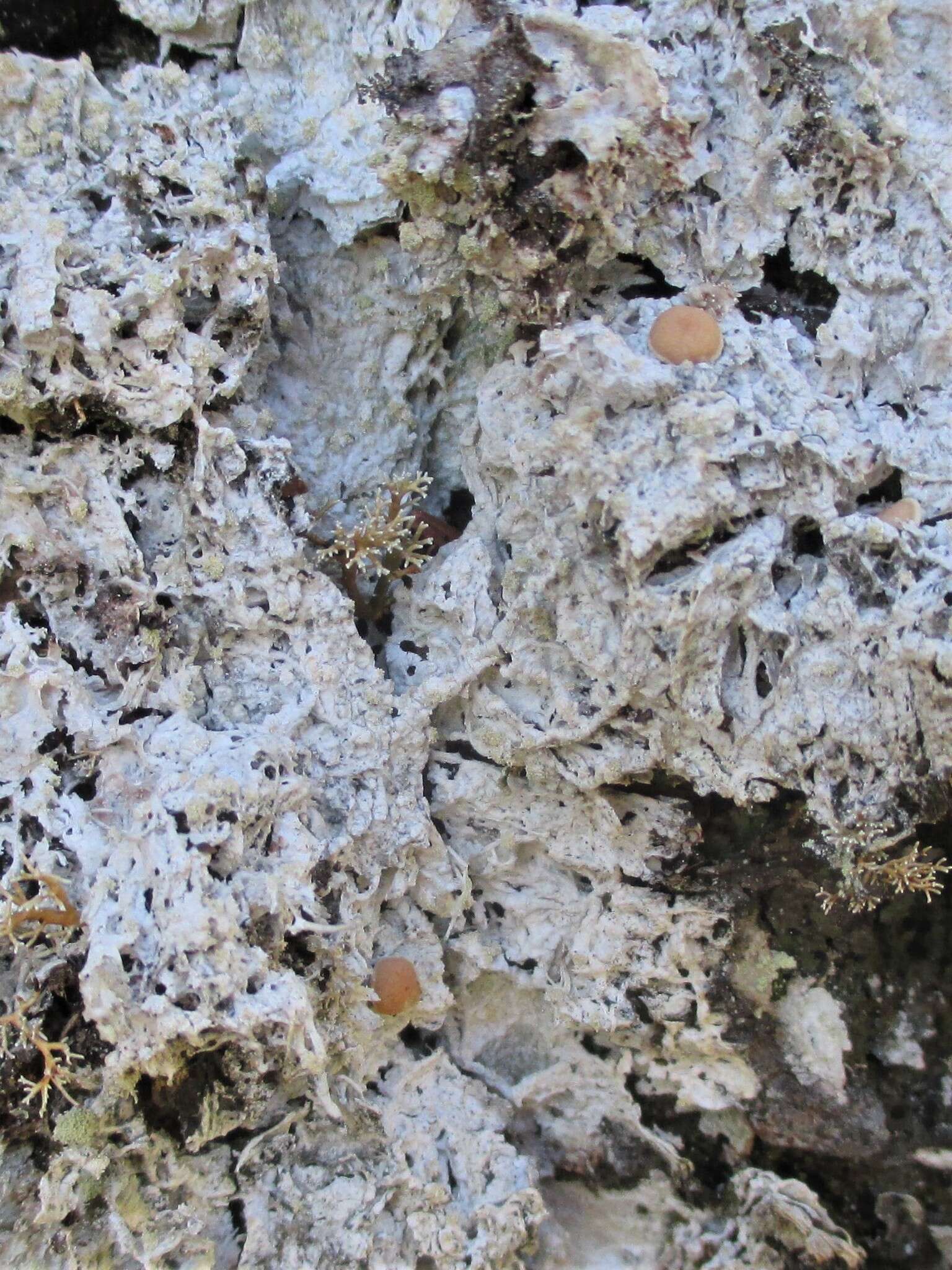 Image of crabseye lichen