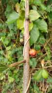 Image of oakleaf fig