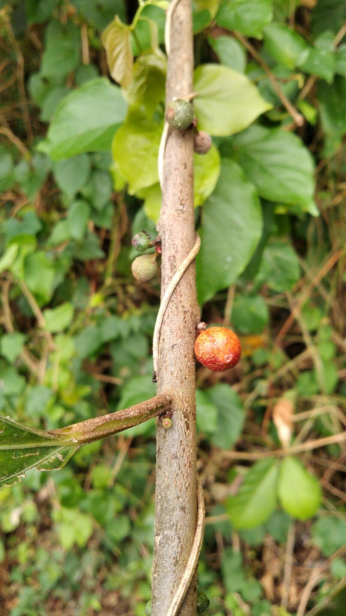 Image of oakleaf fig