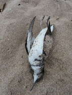 Image of Fluttering Shearwater