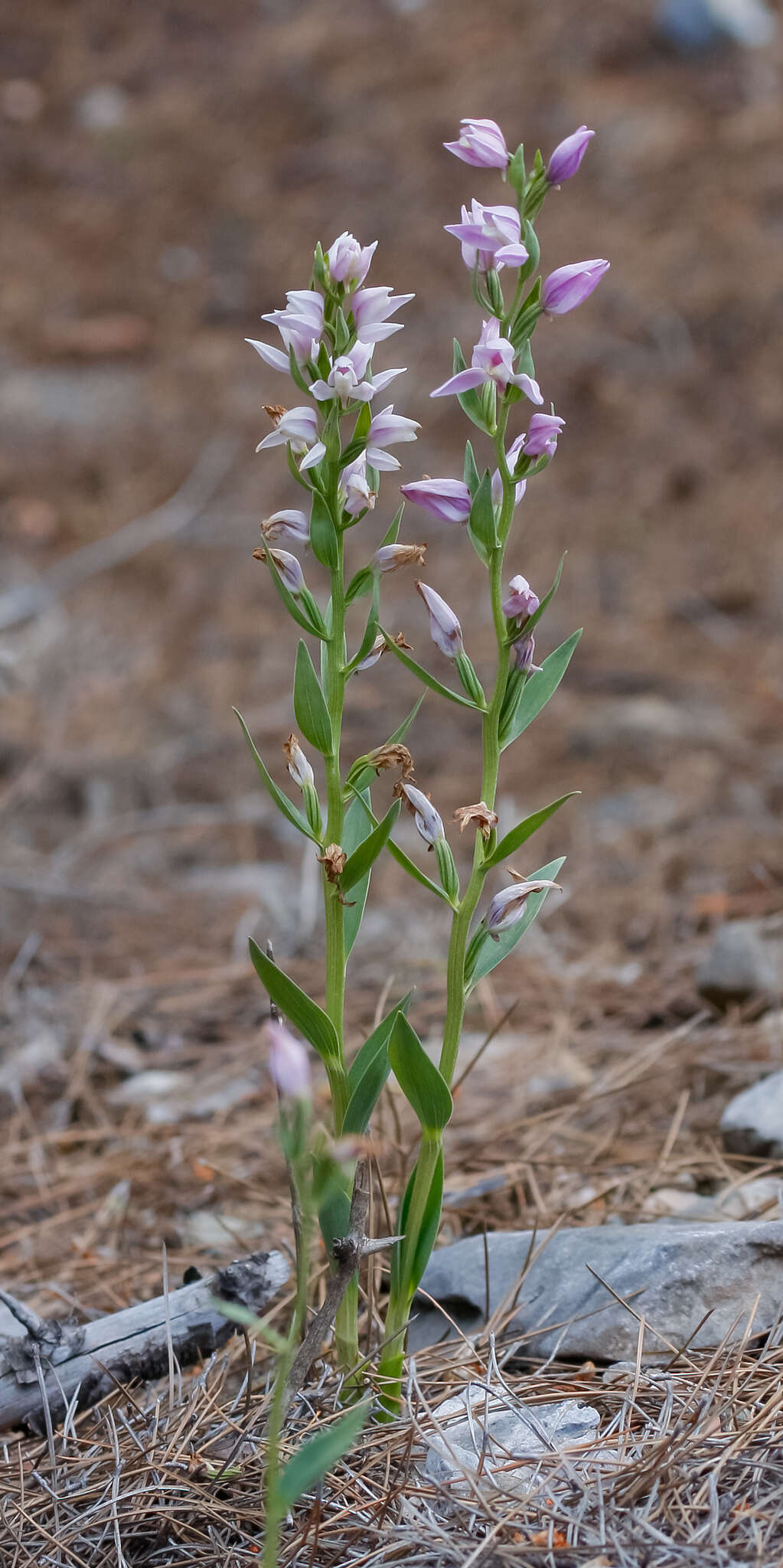 Image of Cephalanthera kurdica Bornm. ex Kraenzl.