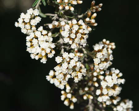 Image de Ozothamnus secundiflorus (Wakef.) A. A. Anderberg