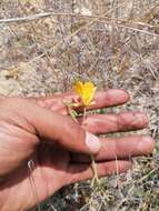 Chamaecrista fagonioides (Vogel) H. S. Irwin & Barneby的圖片