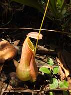 Image of Pitcher plant