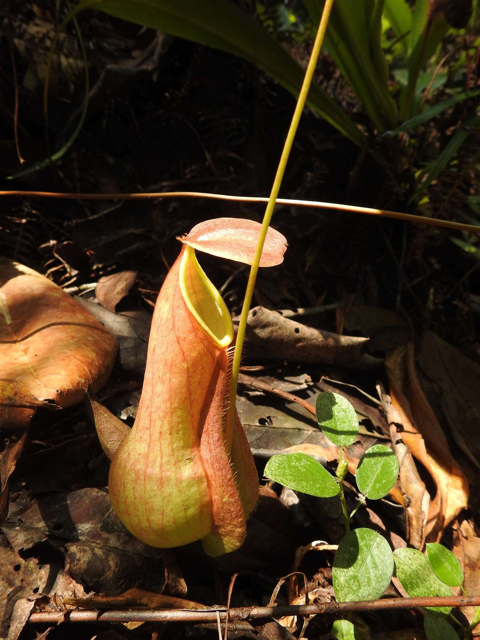 Слика од Nepenthes distillatoria L.