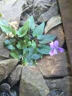 Imagem de Viola betonicifolia subsp. nagasakiensis (W. Becker) Y. S. Chen