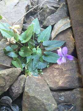 Image of Viola betonicifolia subsp. nagasakiensis (W. Becker) Y. S. Chen