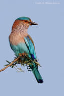 Image of Indian Roller