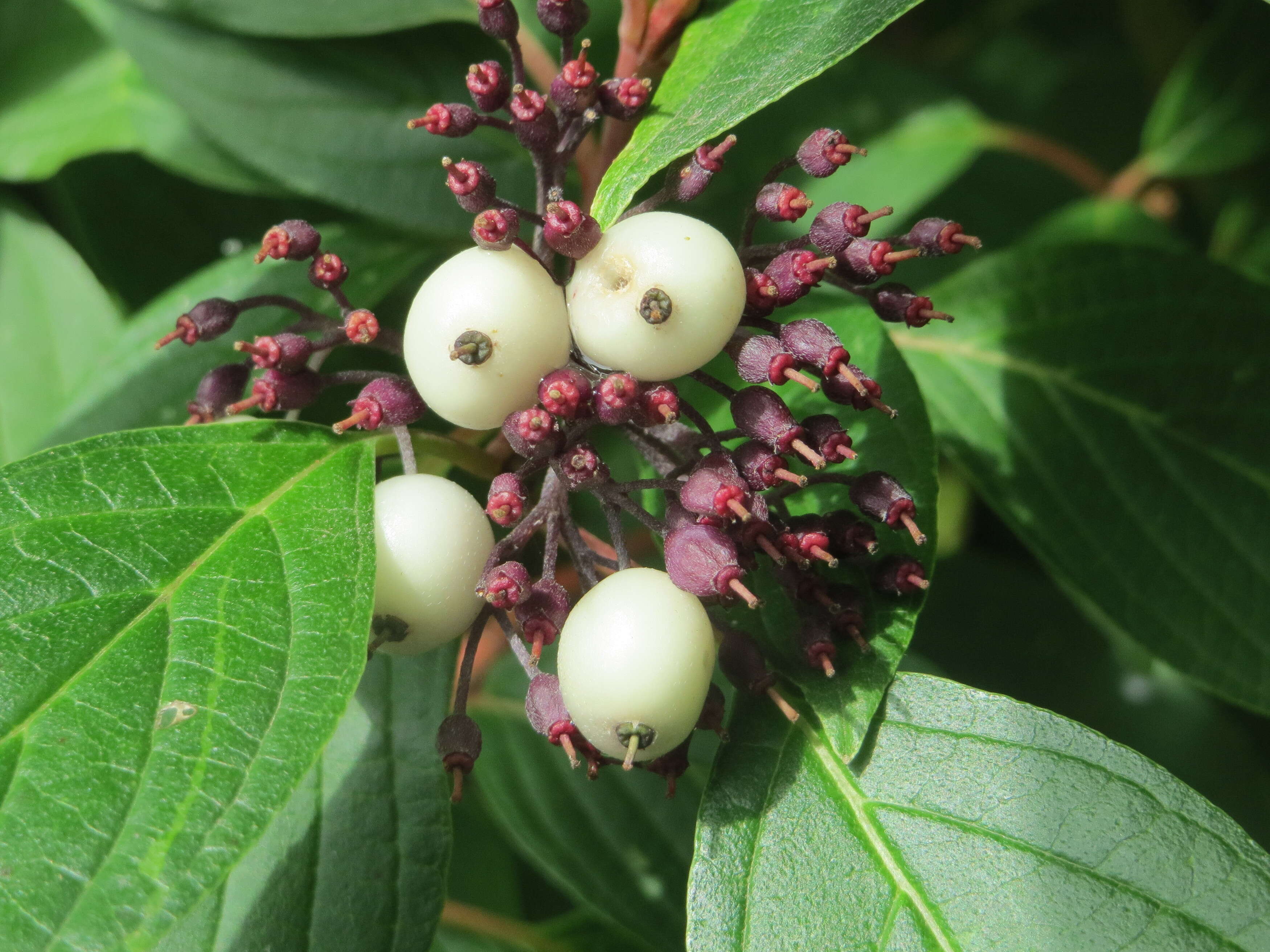 Image of Red-Barked Dogwood