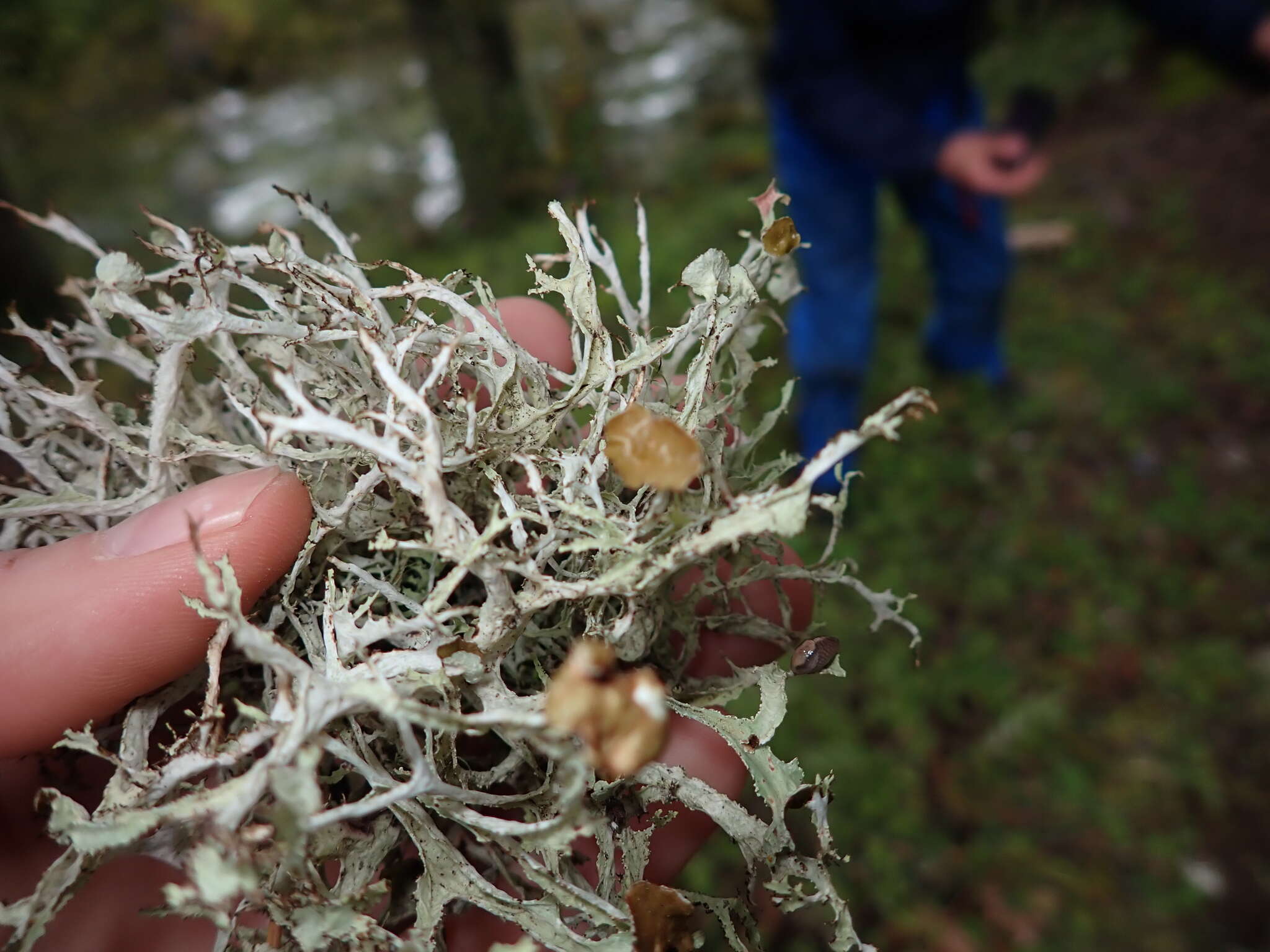 Image of ragged lichen