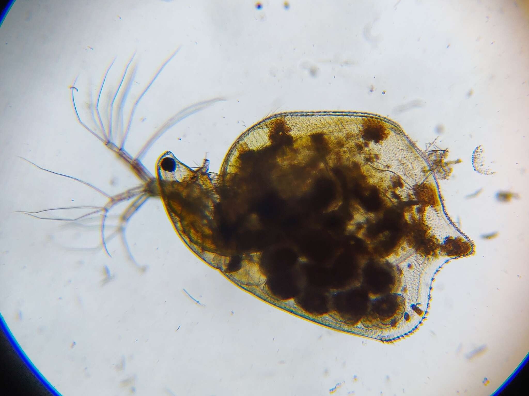 Image of Water flea