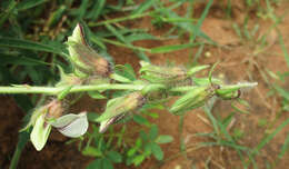 Image of Crotalaria burkeana Benth.