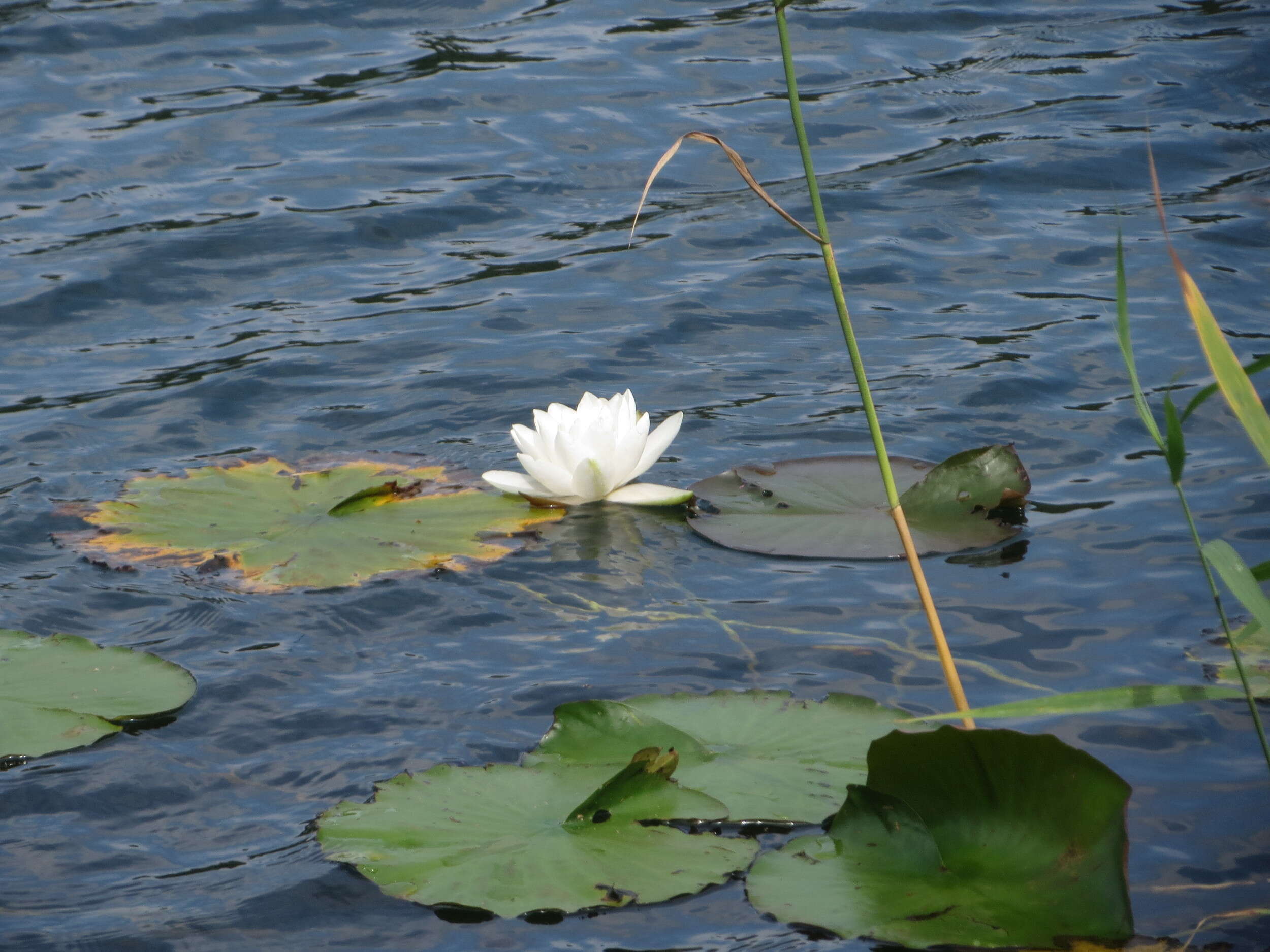 Image of European white waterlily