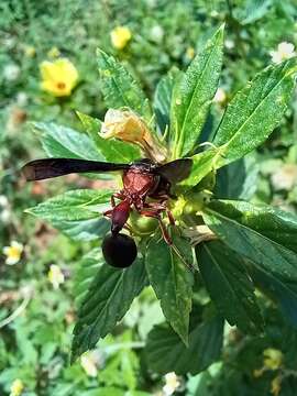 Zethus mexicanus (Linnaeus 1767)的圖片