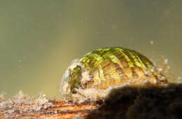 Image of river nerite