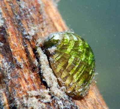 Image of river nerite