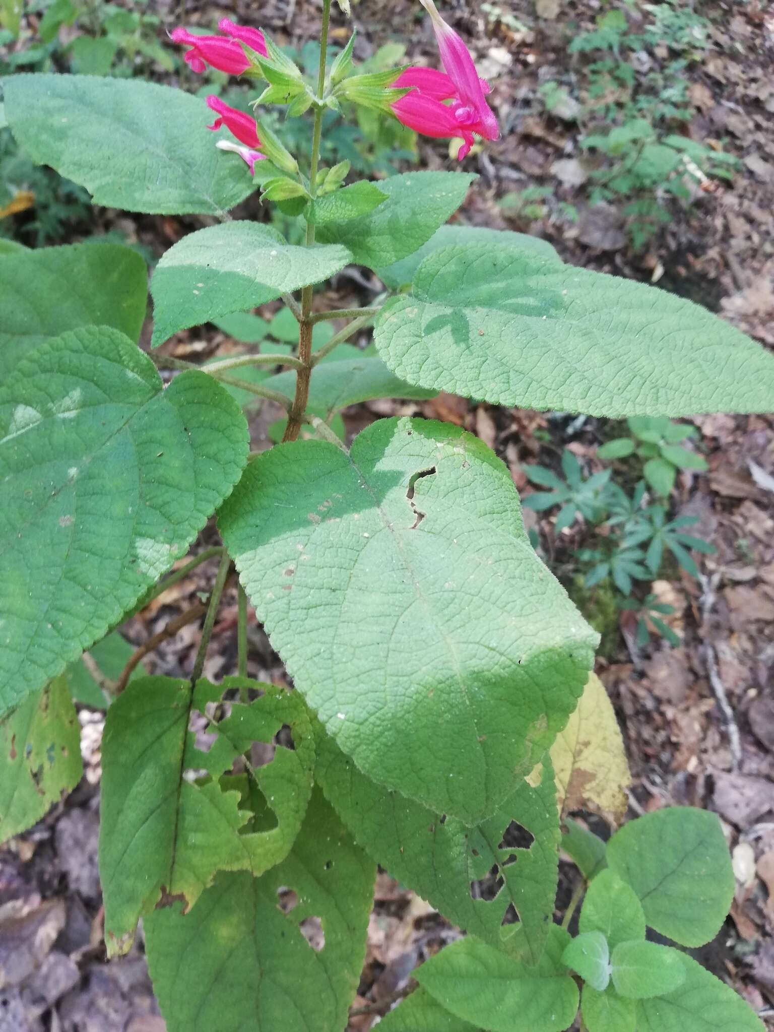 Image of Salvia karwinskii Benth.