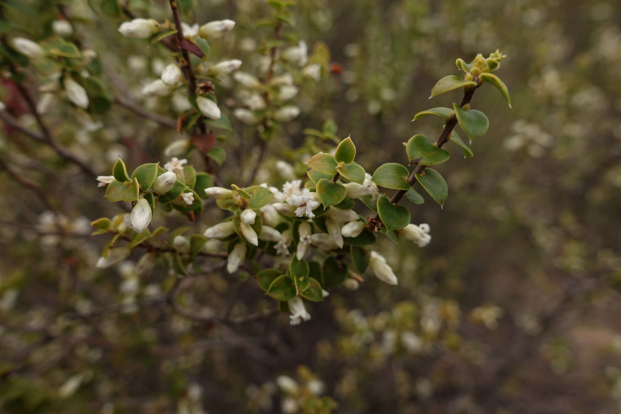 Image of Leucopogon cordifolius Lindl.