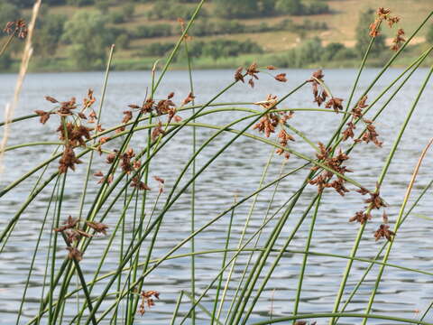 Image of lakeshore bulrush