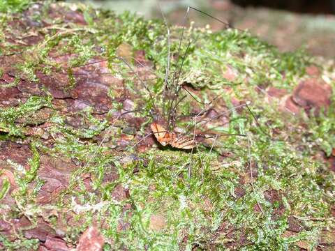 Image of Daddy-long-legs