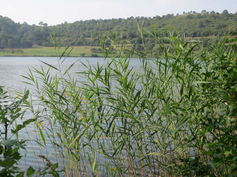 Image of common reed