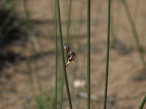 Image of Juncus balticus subsp. ater (Rydb.) Snogerup