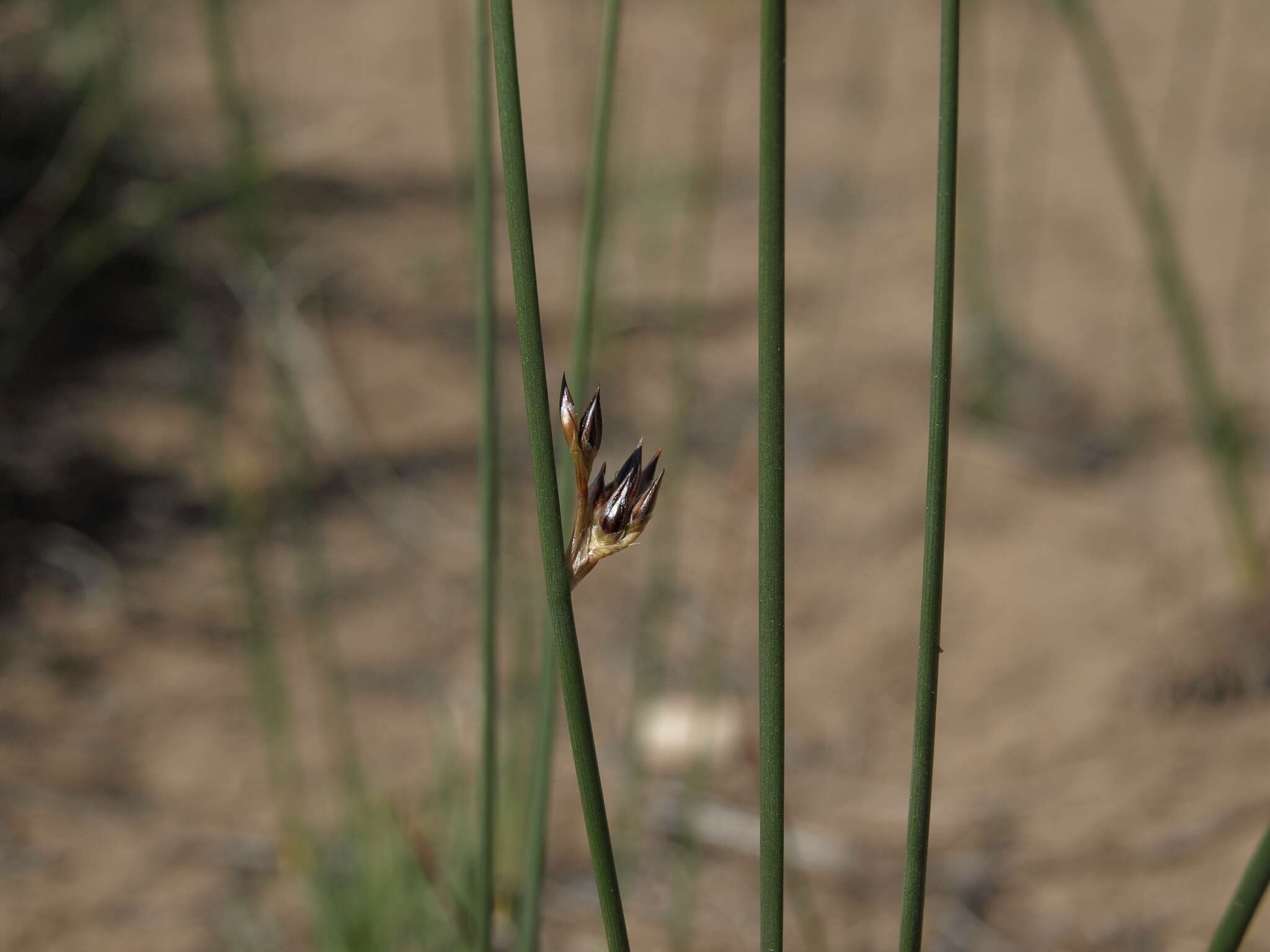 Image of Juncus balticus subsp. ater (Rydb.) Snogerup