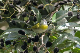 Image of Apalis flavida caniceps (Cassin 1859)