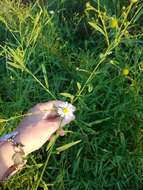 Plancia ëd Boltonia asteroides (L.) L'Hér.